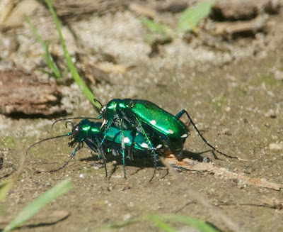 Six-spotted Tiger Beetle (Cicindela sexguttata)