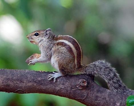 Cute Zebra Style Squirrel