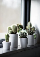 Mini Cactus para Decorar la Casa