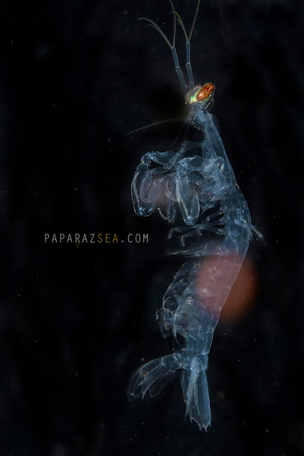 scuba diving, underwater photography, paparazsea, bonfire diving