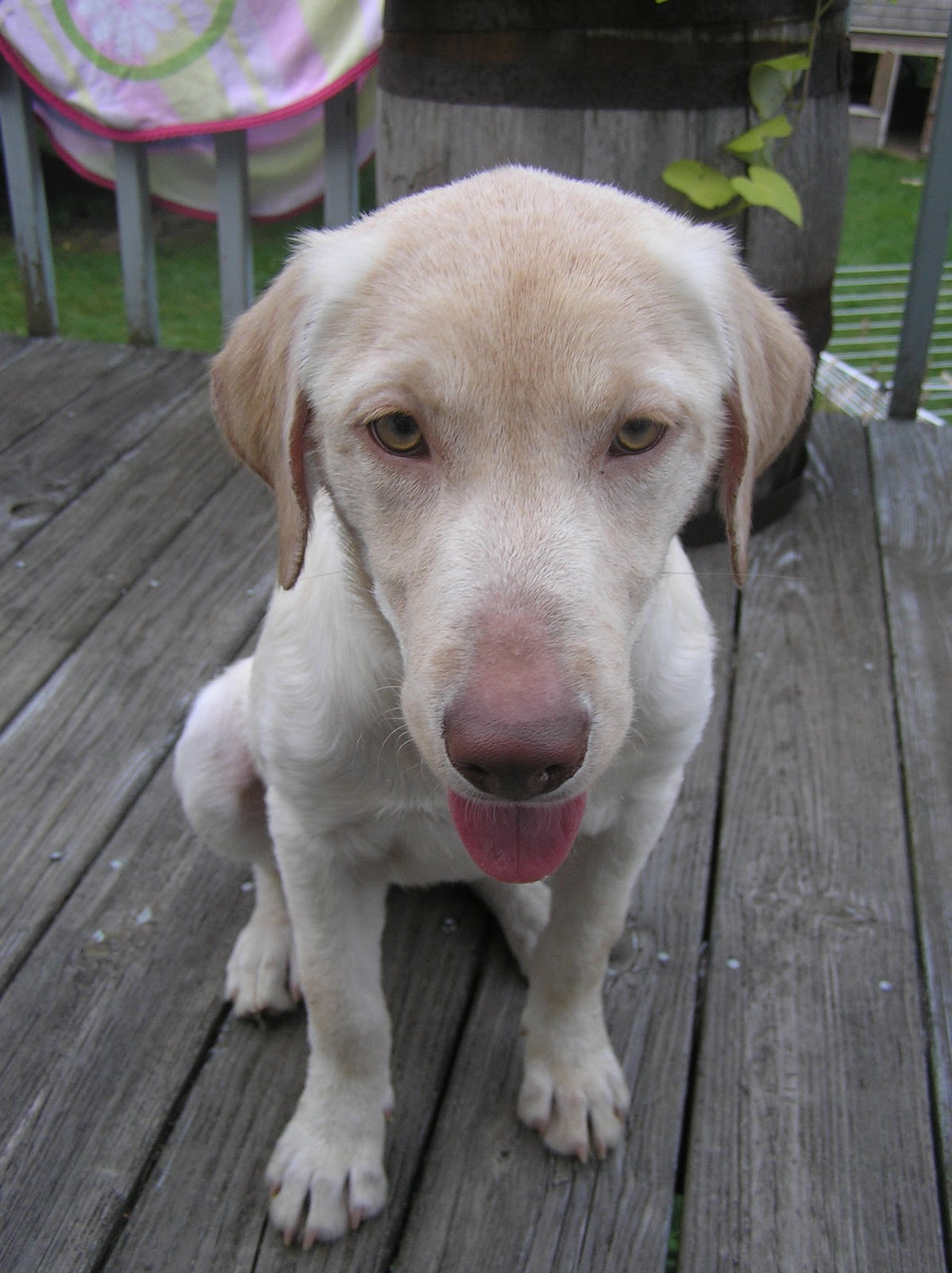 Goldens Retrievers: Golden Retriever Yellow Lab Mix Puppies - GolDen+Retriever+Yellow+Lab+Mix+Puppies2