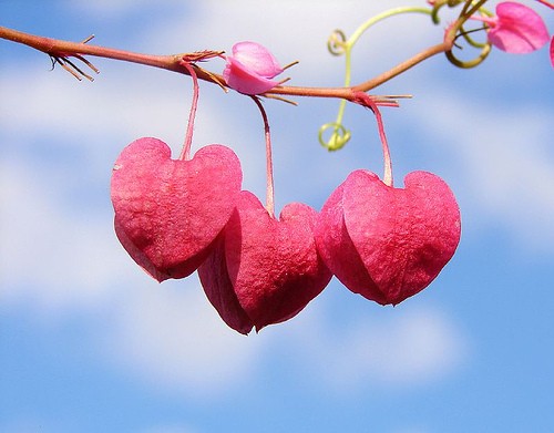 Valentine’s Day Romantic Quotes