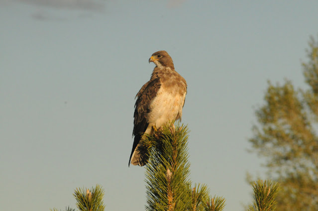 hawk on pine
