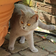 Weißt du wohin deine Katze geht? (coralie garten ii)