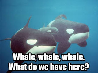 Whale Whale Whale What Do We Have Here, whale funny picture, caption, funny animal