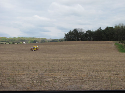 asparagus field