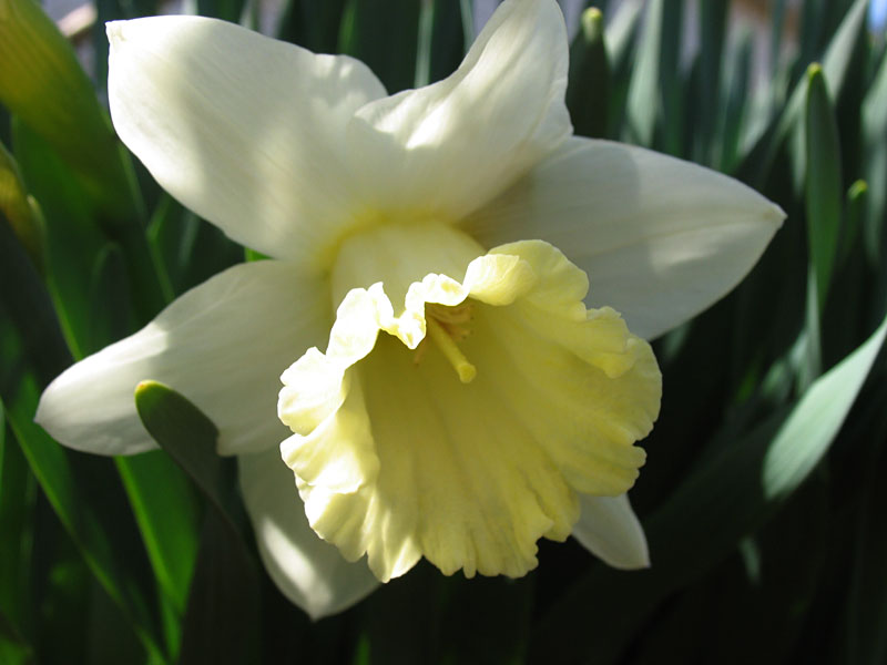 A white daffodil flower