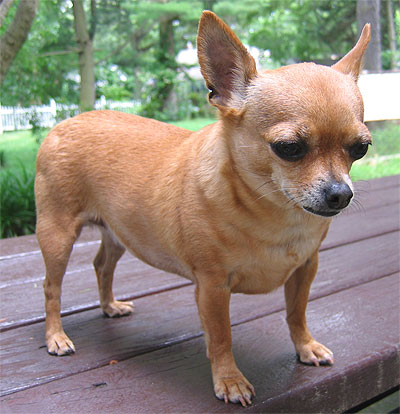 Chihuahua Dog Breed Pictures Dog Pictures Online