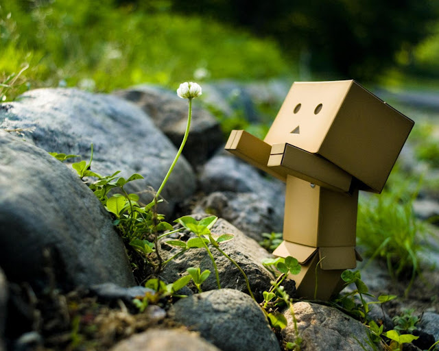 danbo with flower