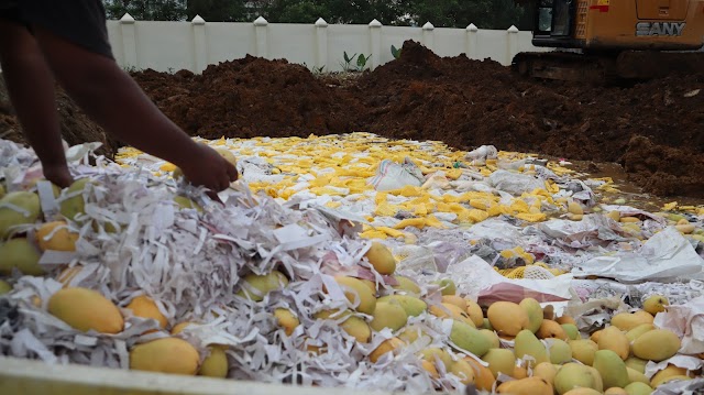 Karantina Sumut Musnahkan 12 Ton Mangga Ilegal Asal Thailand, Nilai Ekonomi Rp360 Juta