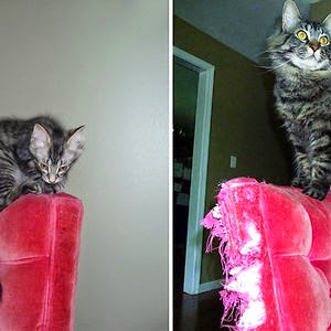 2015 02 XX Before And After Photos Of Cats Growing Up 2 300.jpg 2015 02 XX Before And After Photos Of Cats Growing Up 2 300.jpg