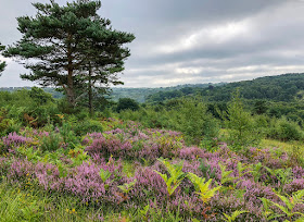 Ashdown Forest looking south from below Church Hill car park, 19 August 2018