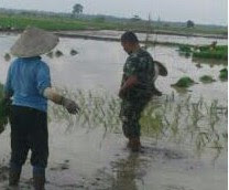 Serda Manurung, Setia Dampingi Petani Mulai dari Tanam Sampai Panen