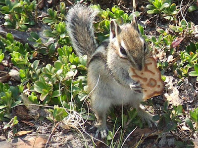 Die Streifenhörnchen (Burunduks) wurden von Tag zu Tag kecker und bedienten sich bald selbst am Frühstückstisch - hier ein stibitzter Kecks.