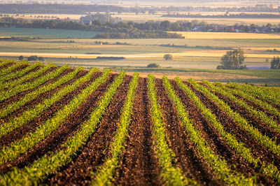 Harvesting corn