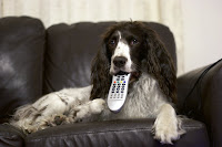 Pet Photo Contest - Dog watching Television