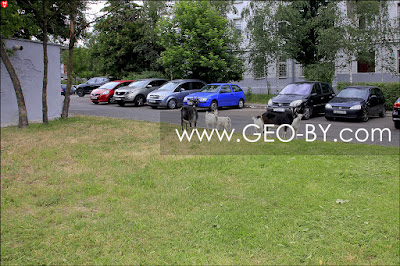 A goat family in the center of the two-million city of Minsk