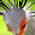 The Secretary Bird