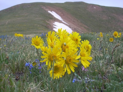 alpine wildflowers