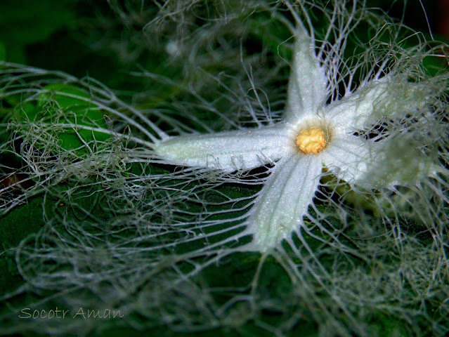 Trichosanthes cucumeroides