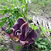 AMORPHOPHALLUS CAMPANULATUS BL