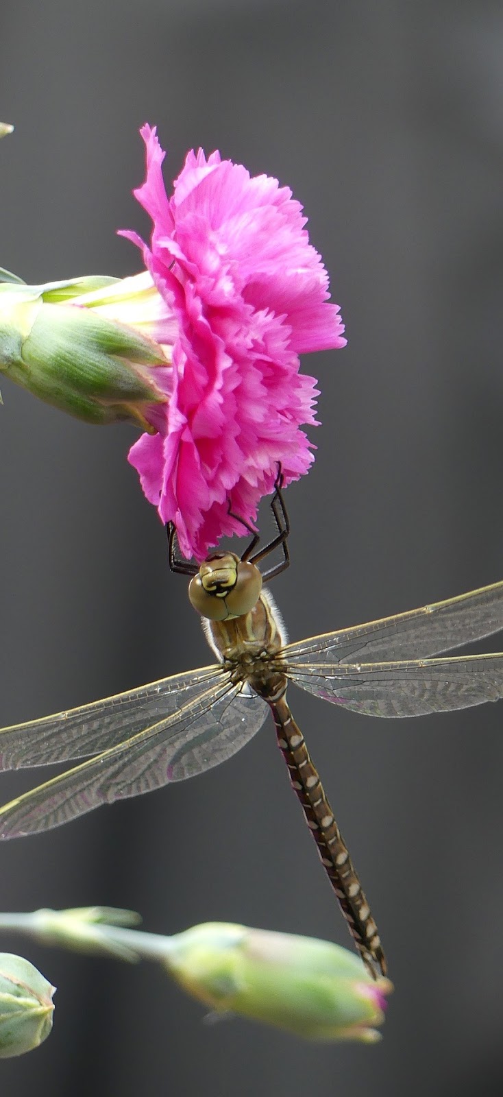 A dragonfly on a red flower.