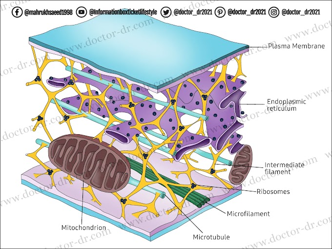  Cytoskeleton and It's Components - Anatomy and Physiology Notes