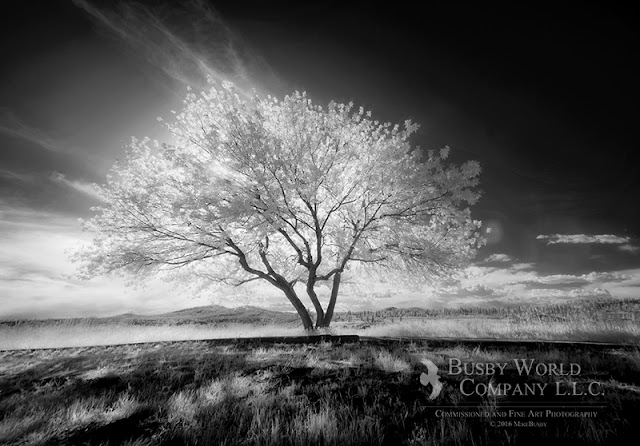 An infrared photograph of a back lit tree by Spokane Photographer Mike Busby