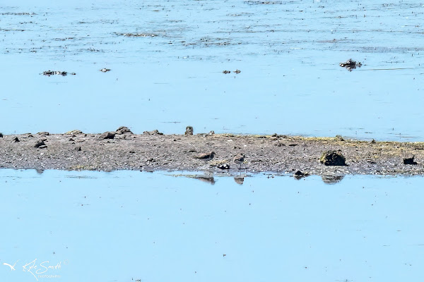 Temminck's stint