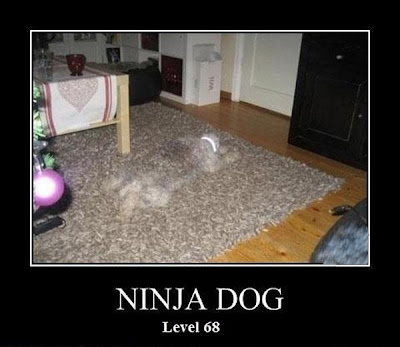 Cão ninja.