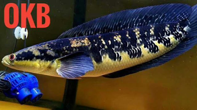 gambar ikan channa maru ys super istimewa