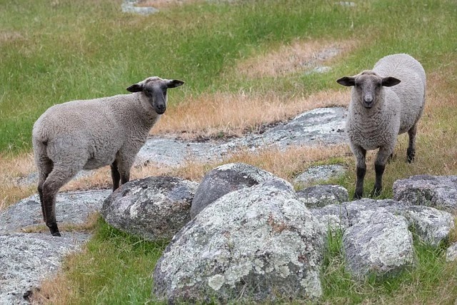 Suffolk-breed-of-sheep