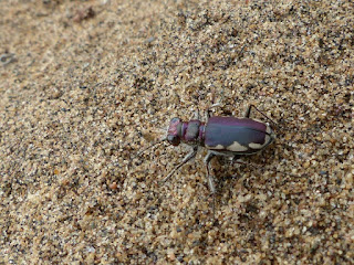 Cicindèle à taches latérales - Cicindela scutellaris 