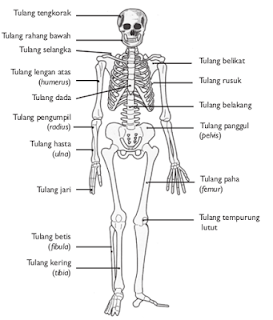  http://www.sigerpendidikan.com/2016/10/macam-macam-bagian-penyusun-tulang.html