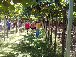 Viñedos Zuccardi Santa Julia