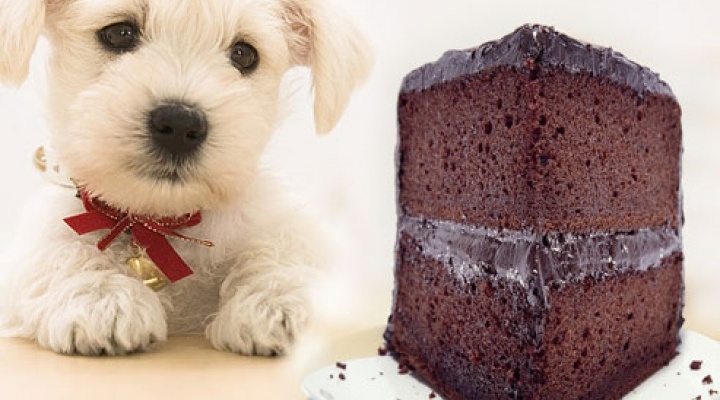 Perigos dos cães comerem chocolate