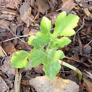 Watermelon Sprout