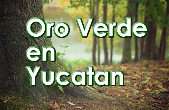 En Yucatan lugar del Oro Verde