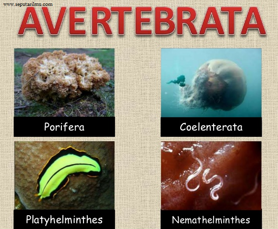 Pengertian Jenis jenis dan Klasifikasi Avertebrata  