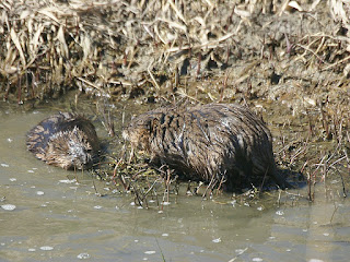 Ondatra zibethicus - Rat musqué - Rat d'Amérique