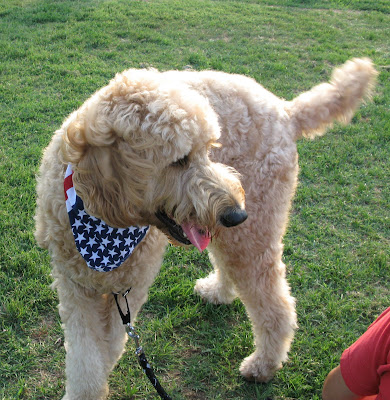 goldendoodle puppy cut. The golden-doodle is a mixed