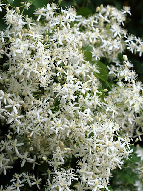 Clematis terniflora