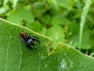 Phidippus clarus - Araignée sauteuse 