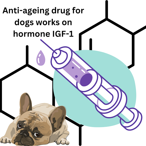 New anti-ageing drug for dogs works on hormone IGF-1