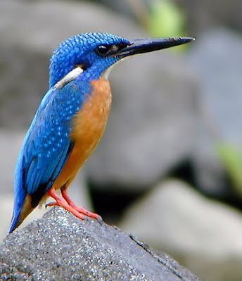 Birds Pictures - kingfisher Bird