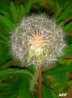 Photos of dandy dendelion