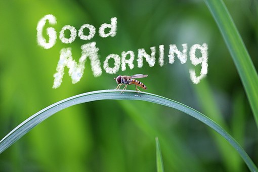 amazing good morning images hd