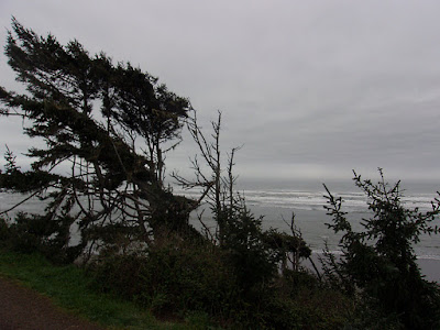 A Wind Blown Tree on the Coast near McKinleyville