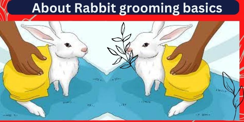 About Rabbit grooming basics