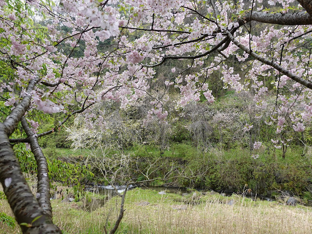 鳥取県西伯郡伯耆町小林　マウンテンストリームきしもと　オオヤマザクラ（大山桜）